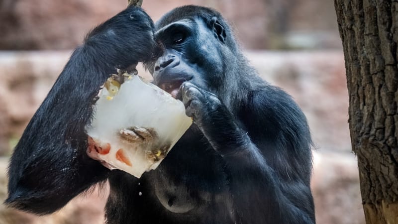 Pražská zoo „na horách“: Záběry ukazují, jak gorily jedly zmrzlinu a papoušci si házeli ledem