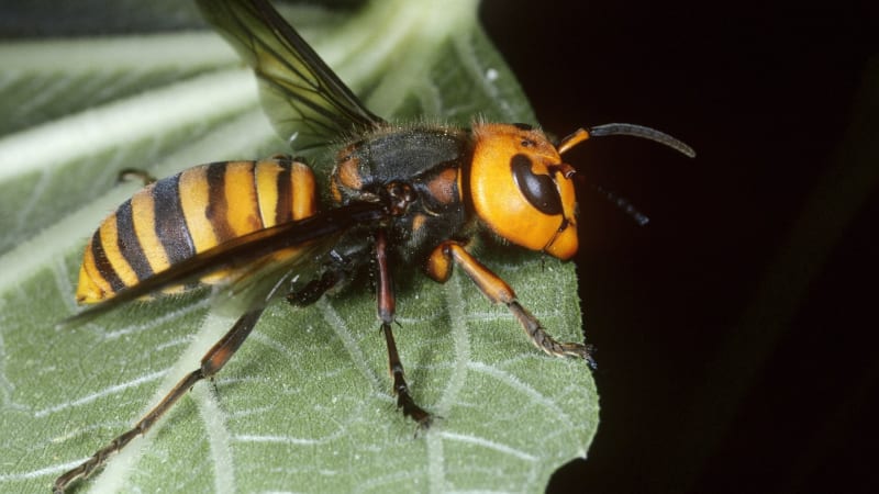 Sršeň mandarínská i norek americký: Seznam často nebezpečných živočichů bobtná i pro Česko
