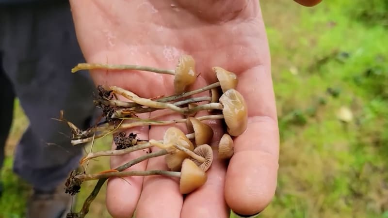 Štipeček LSD, troška houbiček. Mikrodávkování je nebezpečný trend, experti před ním varují