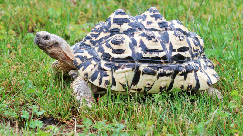 Pašerák chtěl v pletených ponožkách vyvézt z USA 850 želv. V kontrabandu byli i jedovatí hadi