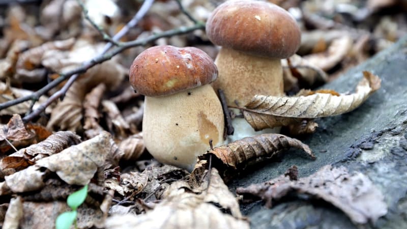 MAPA skrytých pokladů lesa: Hub ve vedrech ubylo, existují ale výjimky. Kde je hledat?