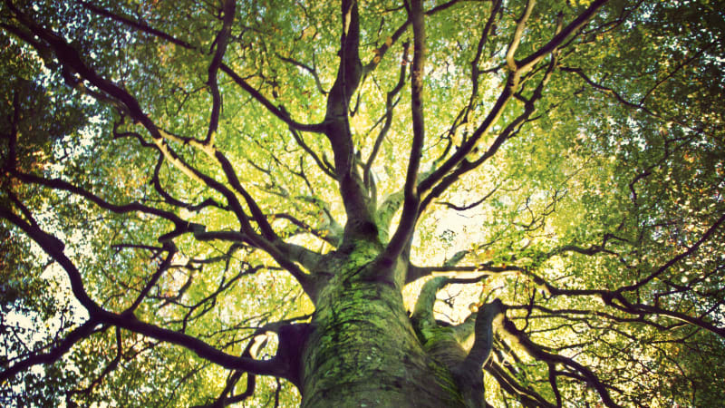 Stoletý park Petra Bezruče v Bohumíně čeká regenerace: Nemocné stromy nahradí stovky nových