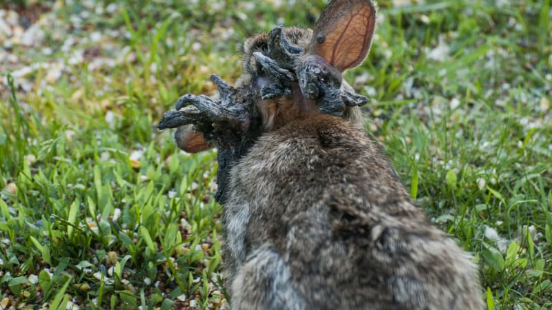 Frankensteinovi králíci děsí Ameriku. Z hlavy jim rostou černé „rohy“, vědci mají vysvětlení