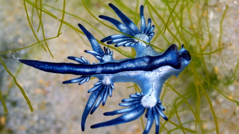 Výskyt „modrého draka“ uzavřel pláže ve Španělsku. Smrtelně jedovatý plž může umrtit i člověka