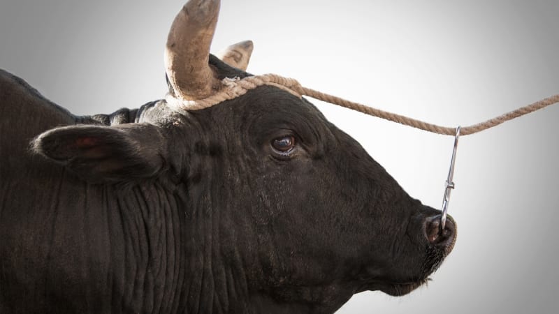 Po Strakonicku běhá půltunový býk, může být velmi nebezpečný. Zavolejte nám, prosí policie