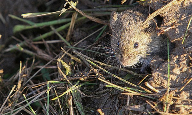 Víte, jaký je práh škodlivosti hrabošů v českých polích? Už ho překročili