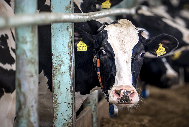 Po prodeji farmy nám zakázali prodávat mléko, zlobí se vítěz biosoutěže