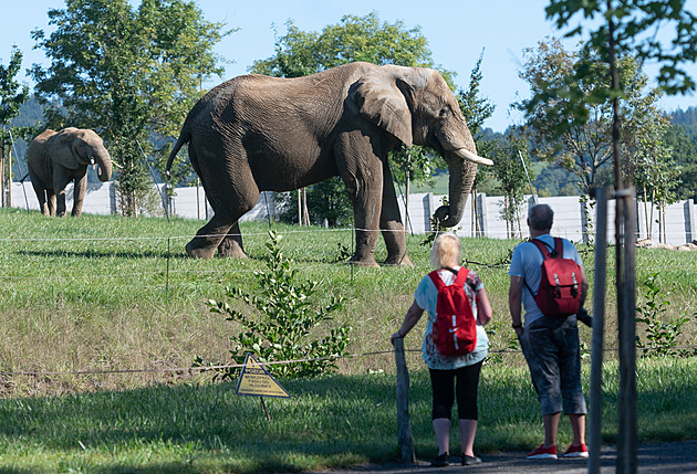 Každý pátek jen za stovku. Zoo chce překonat rekord, láká na lvy i nižší vstupné