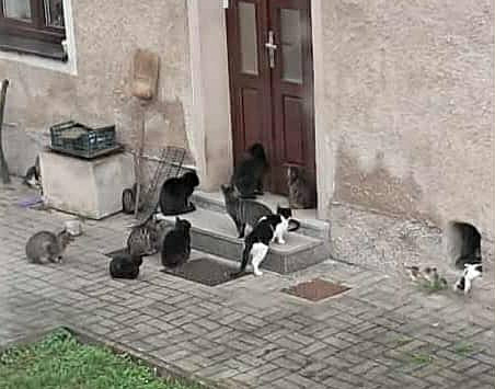 Problematický chov desítek koček na Karlovarsku řeší policisté i veterináři