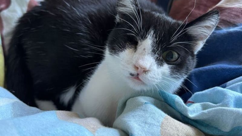 Příběh kočky, které zánět zlikvidoval téměř polovinu lebky