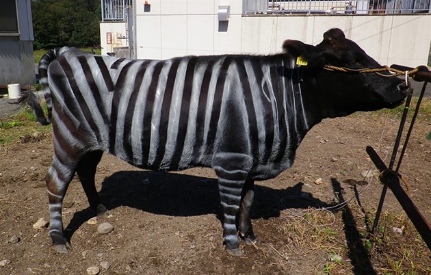 Nobelova anticena za krávu se zebřími pruhy nebo preferovaná pizza pro ještěrky