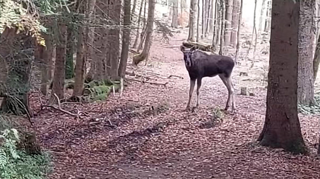 Emil může posílit genetiku losí populace u Lipna, zřejmě pochází z Polska