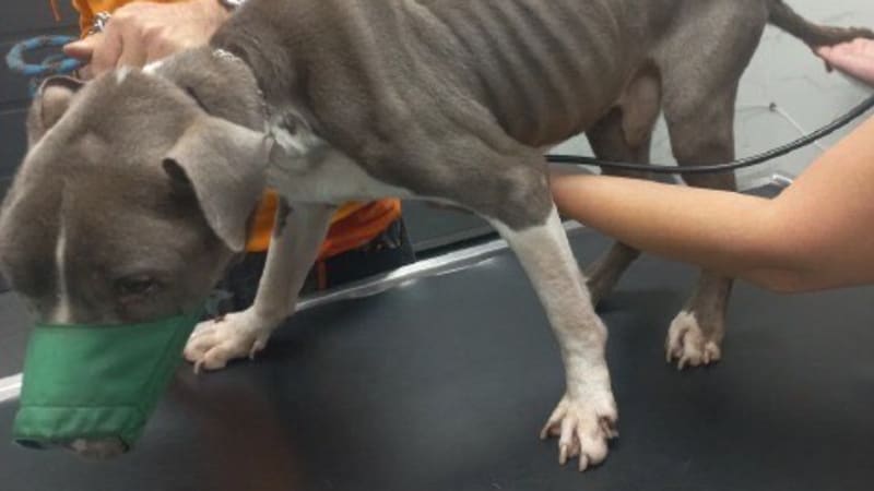 Týrání psa v Žatci: Z těla mu vyčuhovaly kosti, veterinářka ho musela utratit