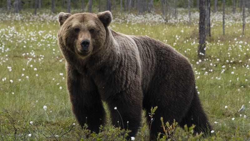 Pozor na medvěda: Obyvatele Pelhřimovska varují myslivci. Kde by se tam vzal, je záhadou