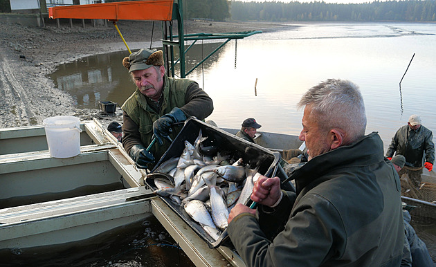 Rybáři lákají na čerstvé maso z výlovů. Letos je potrápilo sucho i kormoráni