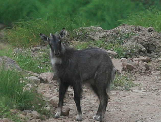 Severokorejci loví vzácnou zvěř pro černý trh. Podílí se na tom i stát