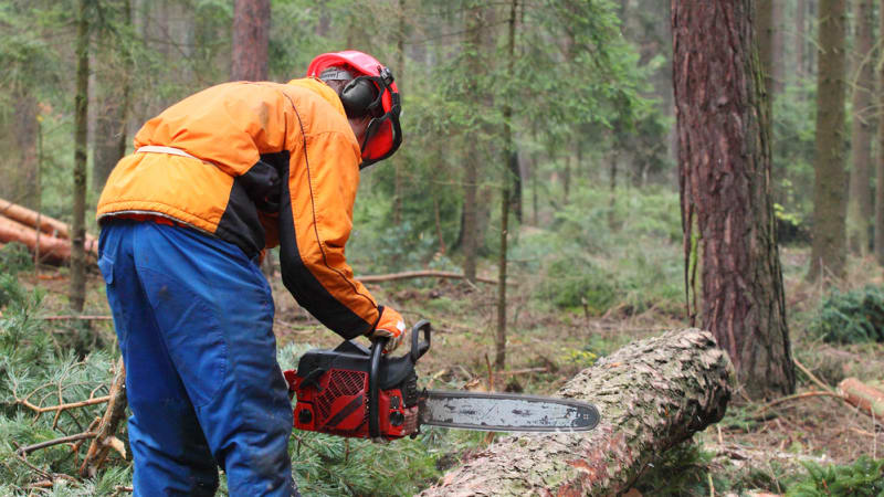 Tragické úmrtí v lesích na Brněnsku: Na muže při práci spadl strom