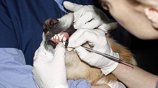 Jak se zbavit zápachu z tlamy u psa? Tipy na čištění a prevenci