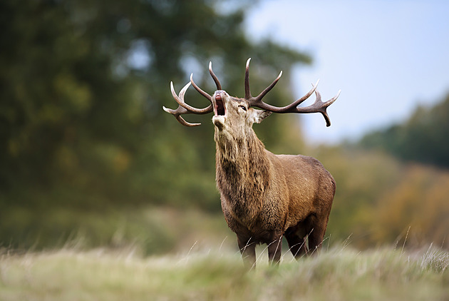 Už troubějí! Vydejte se do Slavkovského lesa za dokonalým podzimem