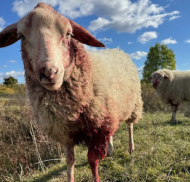 Ovce v brněnské stepi hynou při útocích psů. Bezohlednost, zlobí se ochranář