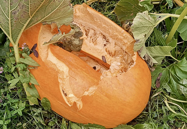 Vandal na zahradě rozšlapal všechny dýně, řádění neušel ani skleník