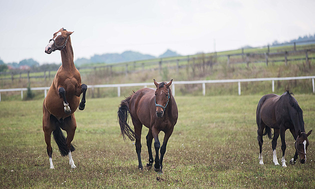 Šance na záchranu napajedelského hřebčína se zmenšila. Pomůže už jen soud