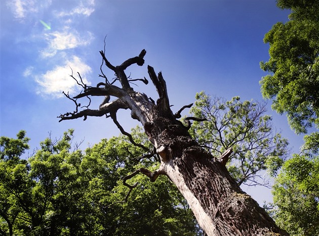 Ústavní soud potvrdil chráněnou krajinou oblast Soutok. Návrh poslanců ANO zamítl