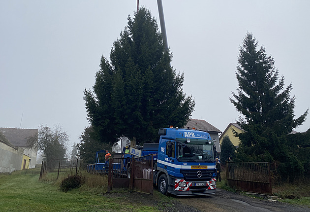 Ve Stodu pokáceli vánoční smrk pro Plzeň. Je to krasavec, jaký se jen tak nevidí