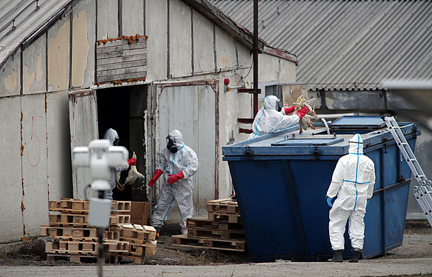 Další ohnisko ptačí chřipky je v chovu na Písecku, likvidace čeká 10 tisíc bažantů