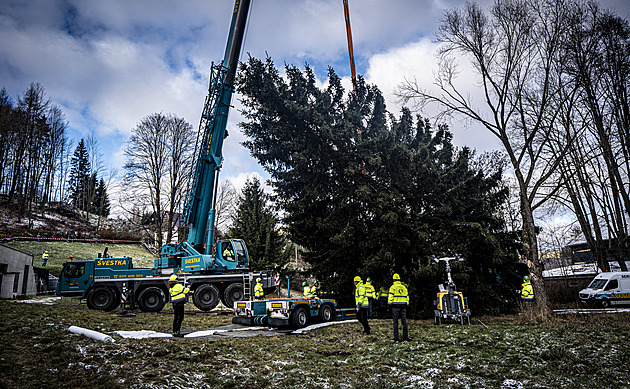 OBRAZEM: Vánoční strom pro Prahu šel k zemi za deset minut. Dřevorubci to vyměřovali několik týdnů