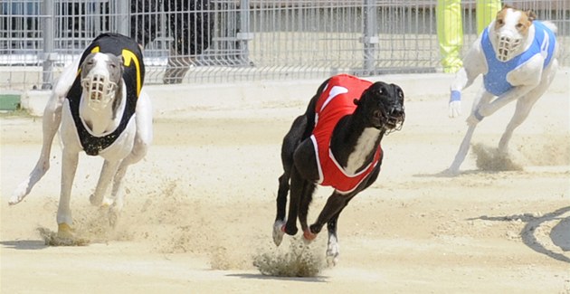 Místo chrtího závodiště bude atletický stadion. Praha přemění areál v Motole