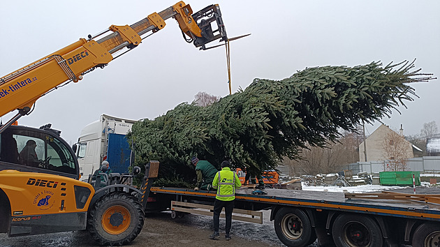 Z Vysočiny až k Severnímu moři. Vánoční strom urazí 1100 kilometrů napříč Evropou