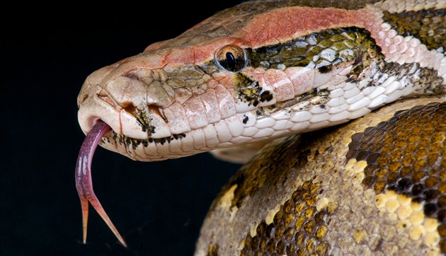 Potřebuji pomoc, škrtí mě had, volal chovatel na tísňovou linku