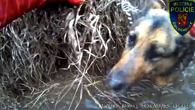 Pes uvázl v ledové vodě, na pomoc mu skočil kolemjdoucí. Oba vytáhli strážníci