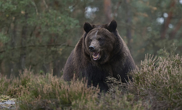 Medvědice na Slovensku potrhala muže, padala s ním ze svahu. Syn ji zastřelil