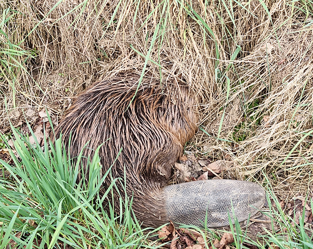 Bobr v příkopu budil obavy, nakonec si jen počkal na odvoz k řece